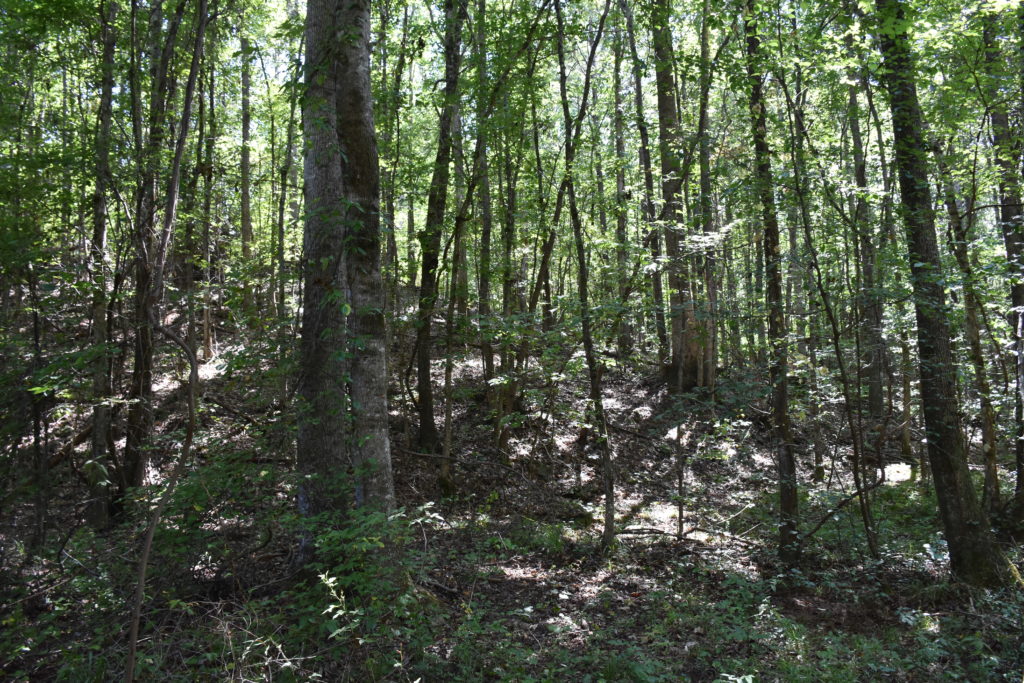 Walnut Hill 120 - Alabama Land For Sale