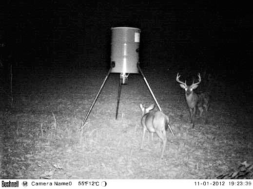 buck at night y (2)