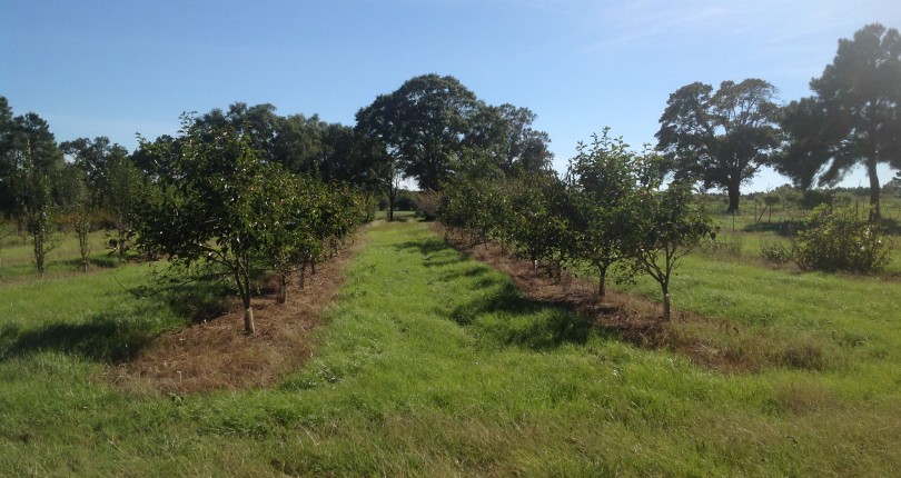 simmons branch orchard