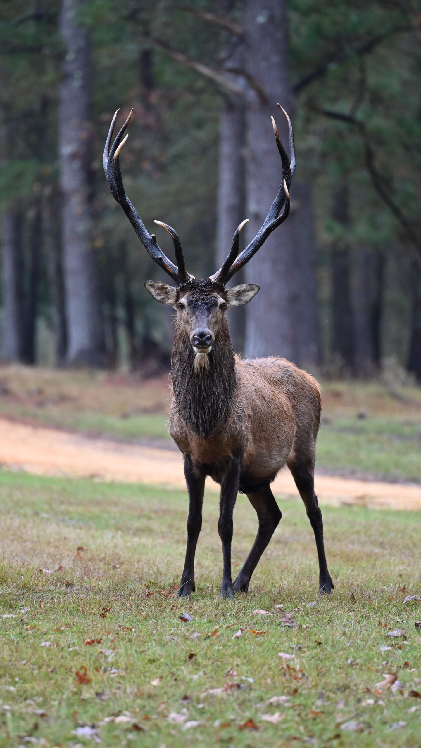 17_elk