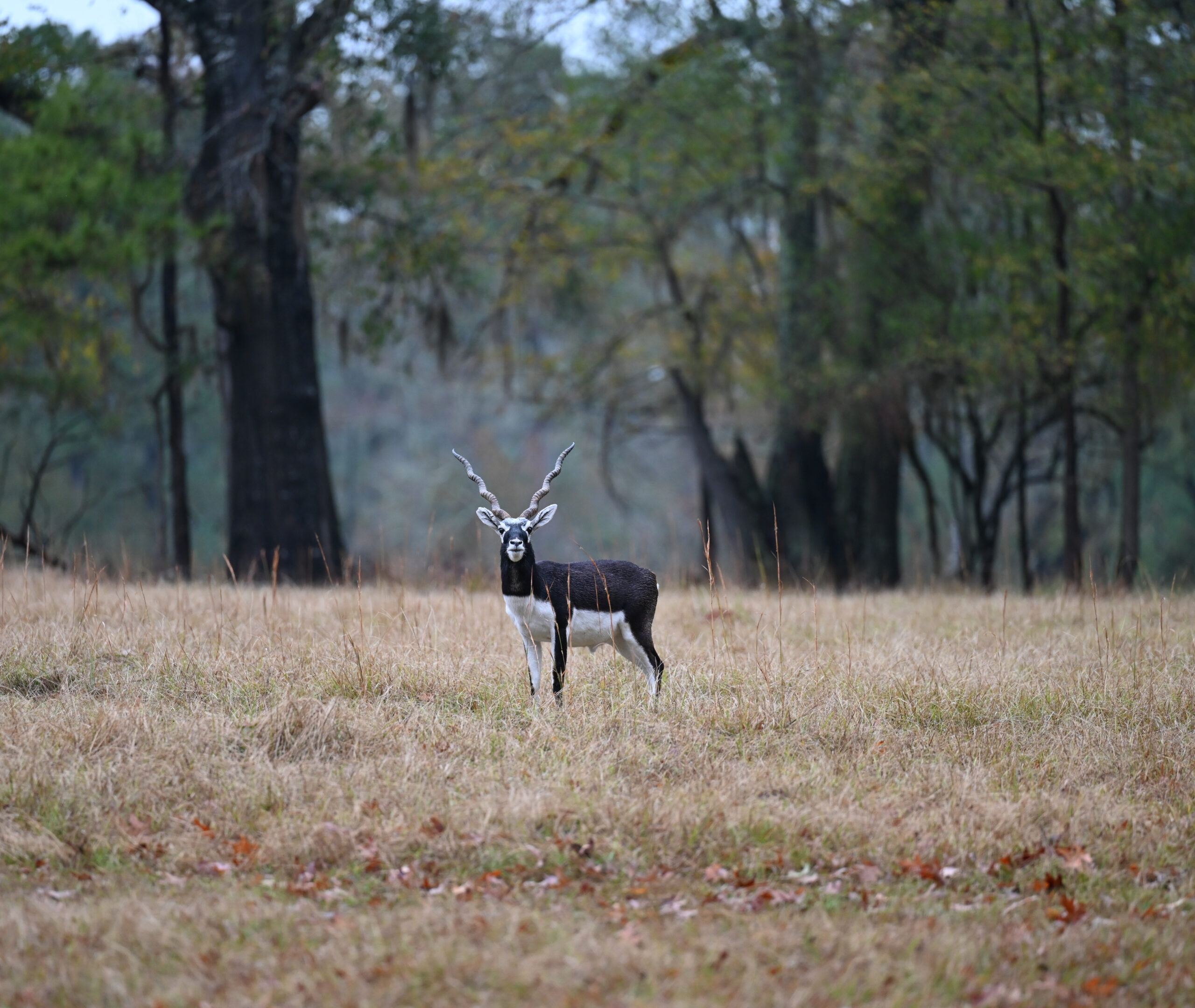 20_blackbuck2