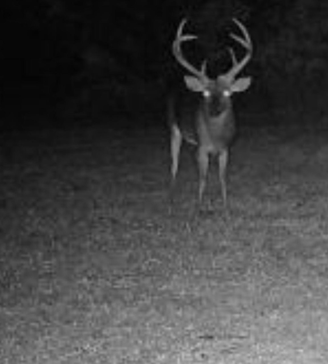 17_trophywhitetail